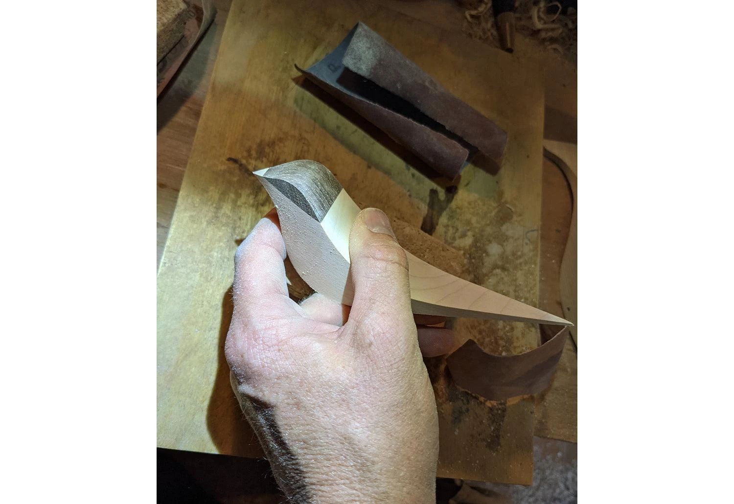 Curio Studio Arctic Tern 15 Curio Studio Arctic Tern - Image 13