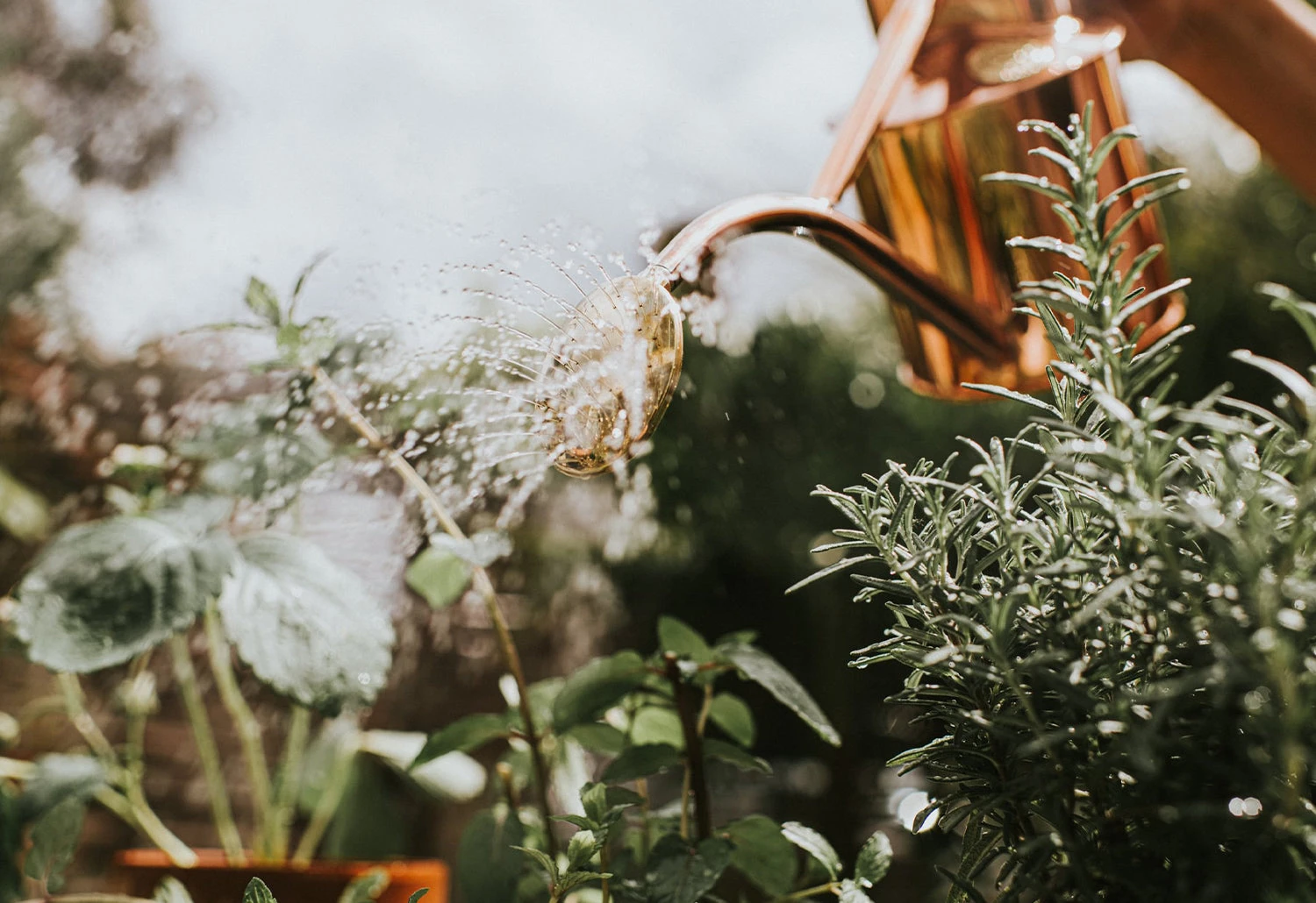 Hâws Rowley Ripple Copper Watering Can 8 Hâws Rowley Ripple Copper Watering Can - Image 6