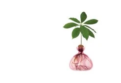 Ilex Studio Avocado Vase 7 Ilex Studio Avocado Vase -Twentytwentyone Shop ilex studio pink avocado vase 1