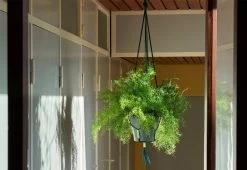 Hay Phanta Plant Hanger