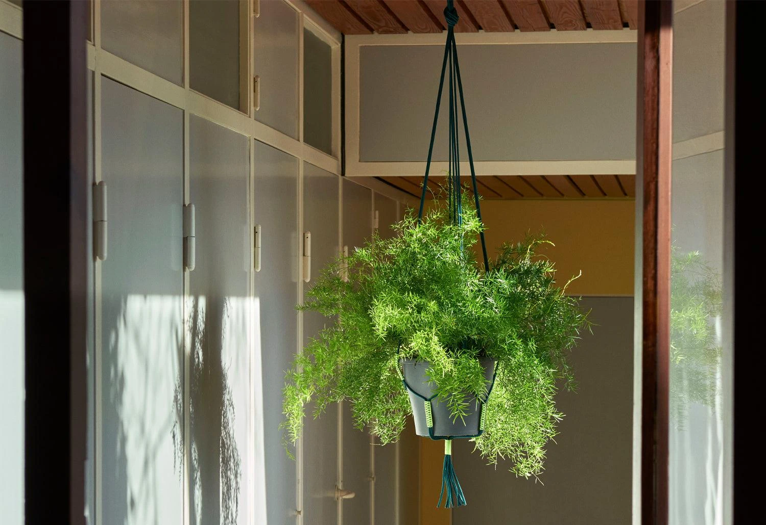 Hay Phanta Plant Hanger 3 Hay Phanta Plant Hanger