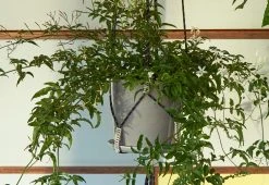 Hay Phanta Plant Hanger 7 Hay Phanta Plant Hanger -Twentytwentyone Shop phanta plant hanger HAY twentytwentyone 4