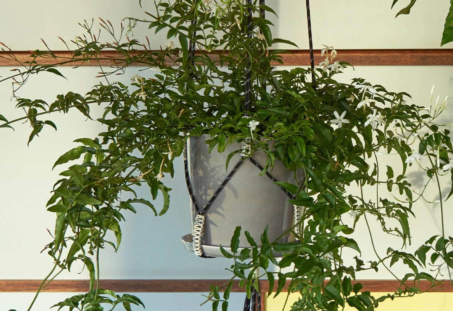 Hay Phanta Plant Hanger 5 Hay Phanta Plant Hanger - Image 3