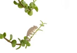 Another Studio Plant Animals, 2018 17 Another Studio Plant Animals, 2018 -Twentytwentyone Shop plant animals camelion 1