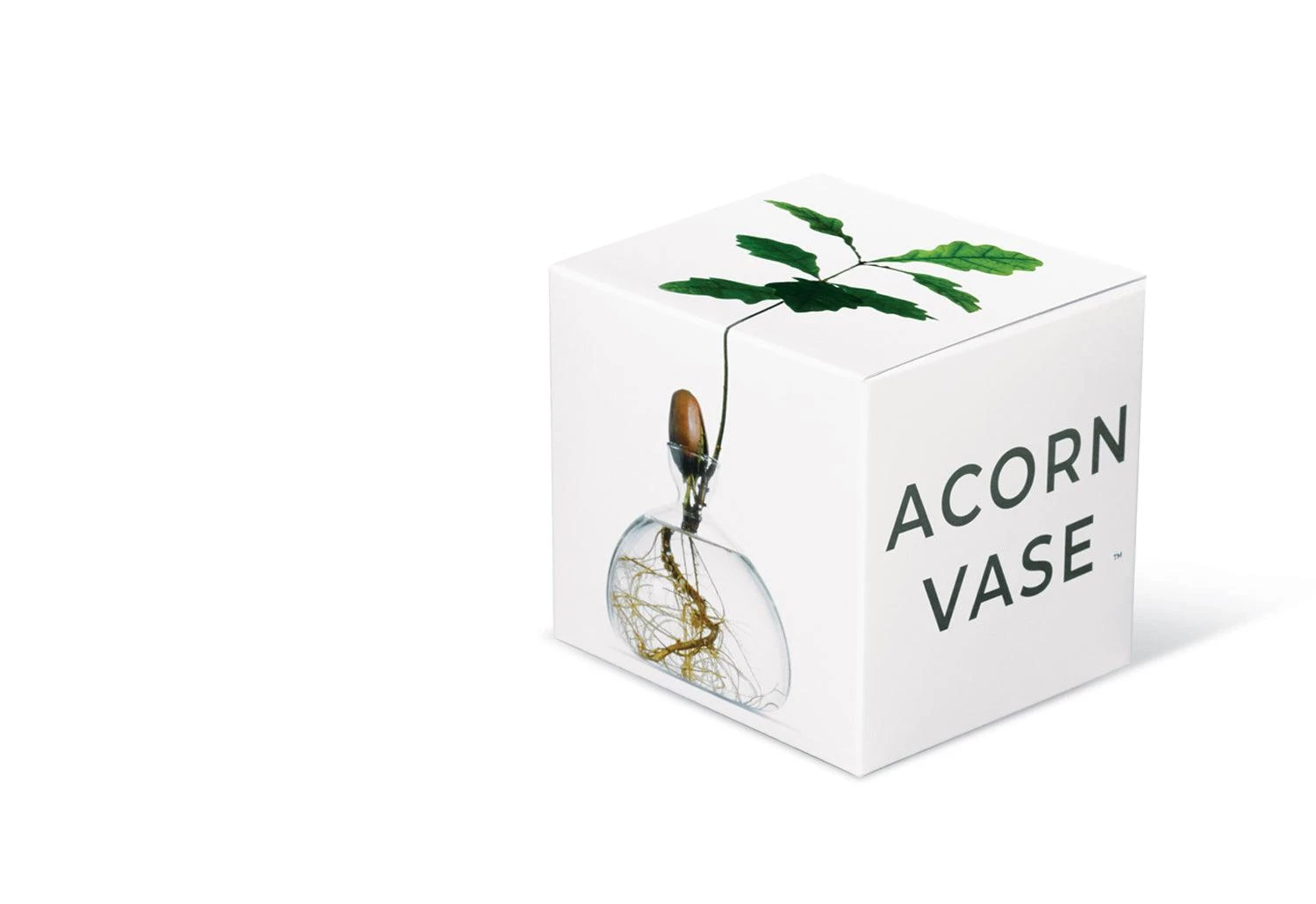 Ilex Studio Acorn Vase 5 Ilex Studio Acorn Vase - Image 3