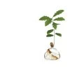Ilex Studio Acorn Vase 1 Ilex Studio Acorn Vase -Twentytwentyone Shop twentytwentyone Ilex Studio 3