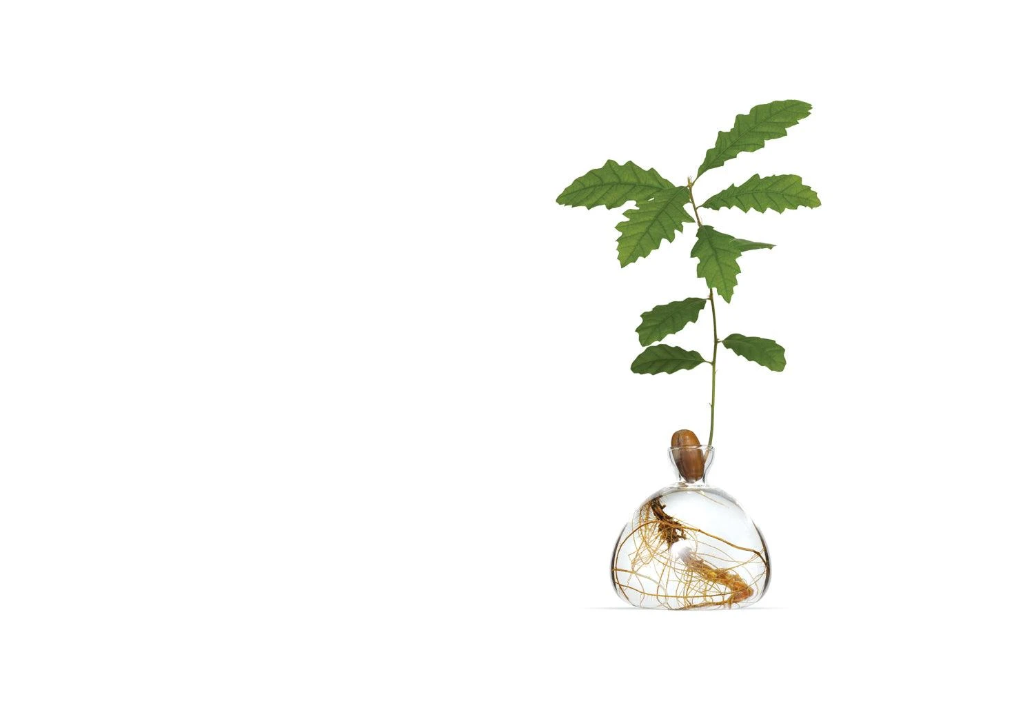 Ilex Studio Acorn Vase 3 Ilex Studio Acorn Vase