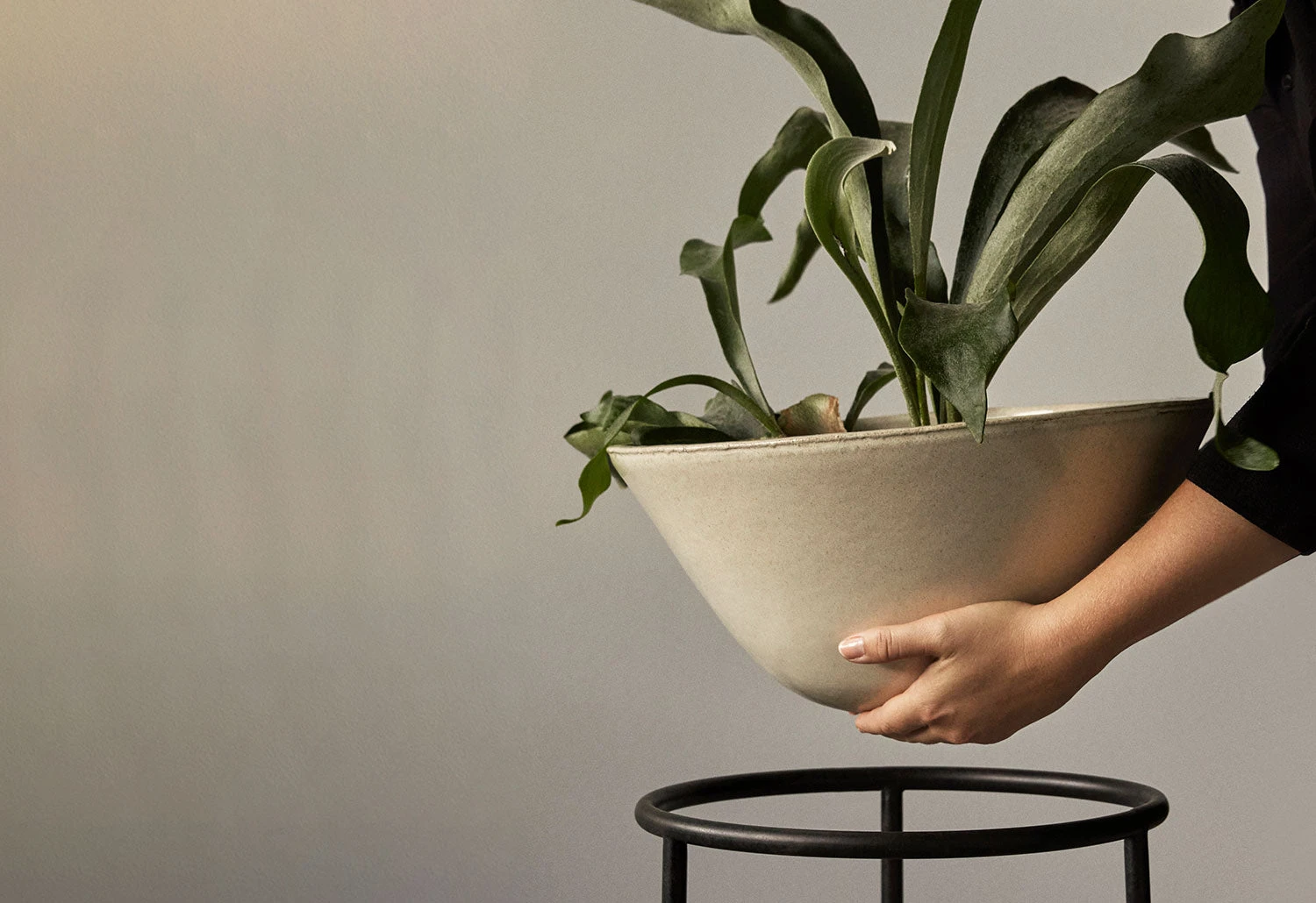 Menu Daiza Planter, 2023 8 Menu Daiza Planter, 2023 - Image 6