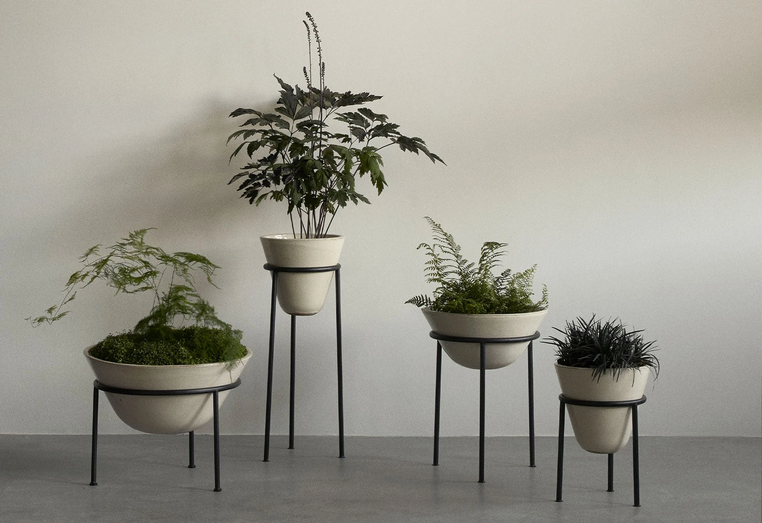 Menu Daiza Planter, 2023 3 Menu Daiza Planter, 2023