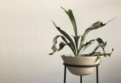 Menu Daiza Planter, 2023 20 Menu Daiza Planter, 2023 -Twentytwentyone Shop twentytwentyone Menu Daiza Planter 8